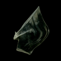 photo of European sprat opercular lateral view