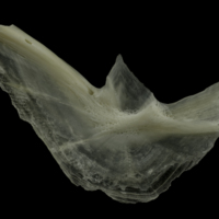 photo of Burbot preopercular medial view