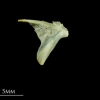 photo of Five-Bearded Rockling opercular lateral view