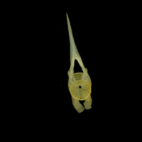 photo of Bullhead precaudal vertebra anterior view