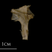 photo of White grouper hyomandibular lateral view