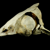 photo of Sturgeon skull lateral view