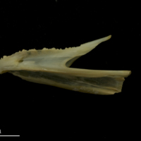 photo of Bib dentary lateral view