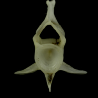 photo of Mediterranean moray caudal vertebra anterior view