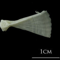 photo of European plaice ultimate vertebra lateral view