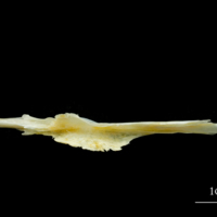 photo of European plaice parasphenoid dorsal view