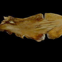 photo of Atlantic bluefin tuna  ceratohyal epihyal complex lateral view