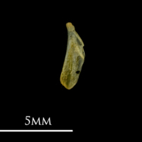 photo of Bullhead supracleithrum lateral view