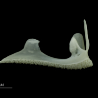 photo of European seabass premaxilla medial view