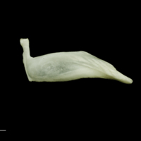 photo of Freshwater bream premaxilla lateral view