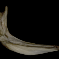 photo of Wels catfish cleithrum medial view