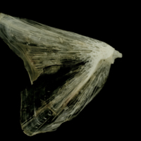 photo of Atlantic halibut opercular medial view