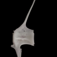 photo of Parrot fish precaudal vertebra lateral view