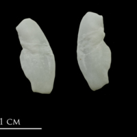 photo of European conger otolith(s) detail view