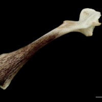 photo of Atlantic halibut maxilla lateral view