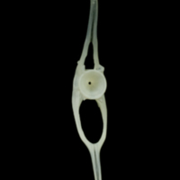 photo of Poor cod caudal vertebra posterior view