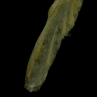 photo of Arctic Char supracleithrum lateral view