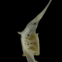 photo of Zander precaudal vertebra lateral view