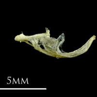 photo of Three-spined stickleback for assessment lateral view