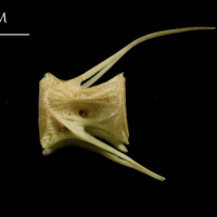 photo of European hake caudal vertebra lateral view