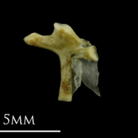 photo of Small sandeel hyomandibular medial view