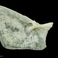 photo of Freshwater bream opercular medial view