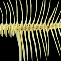 photo of European plaice precaudal vertebra lateral view