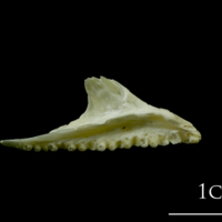 photo of Northern pike premaxilla medial view