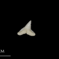 photo of Blue Shark teeth lateral view