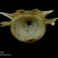 photo of European conger first vertebra anterior view