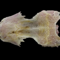photo of Tub gurnard parasphenoid basioccipital complex dorsal view