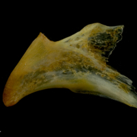 photo of Gilthead seabream palatine medial view