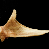 photo of Catfish articular medial view