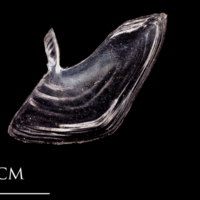 photo of Atlantic herring subopercular lateral view