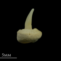 photo of Thornback ray buckler spine lateral view