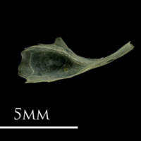 photo of Butterfish for assessment medial view