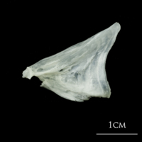 photo of European plaice opercular medial view