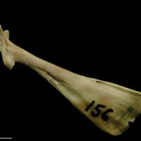 photo of Turbot maxilla lateral view