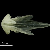 photo of Red mullet vomer dorsal view