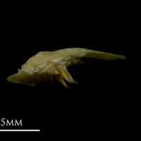 photo of Arctic Char vomer lateral view