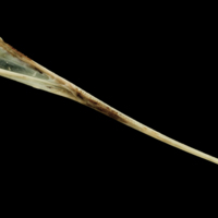 photo of Garfish dentary medial view