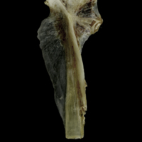 photo of Brill hyomandibular lateral view