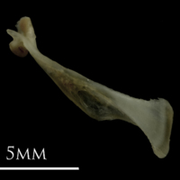 photo of Eelpout maxilla medial view