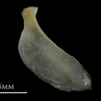 photo of European eel opercular medial view