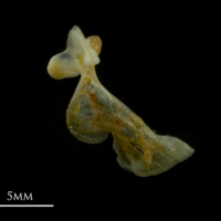 photo of Black seabream maxilla medial view