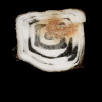 photo of Sea scorpion scute lateral view