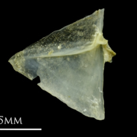 photo of Small sandeel opercular medial view