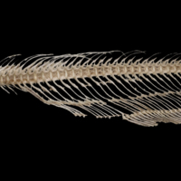 photo of Wels catfish caudal vertebra lateral view