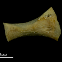 photo of Arctic Char ceratohyal lateral view