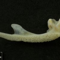 photo of Red gurnard premaxilla medial view